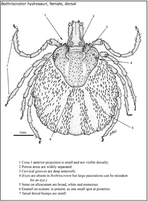 Bothriocroton hydrosauri female