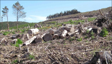 DEFORESTATION Glenhighton TUMB