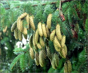 Picea cones THUMB