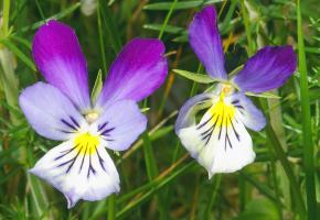 mountain pansy